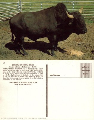19xx Afton - Buffalo Ranch 1