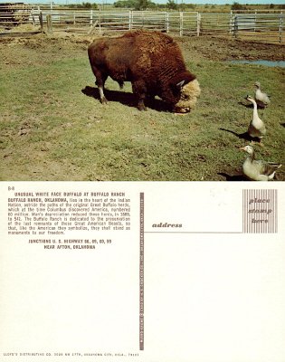 19xx Afton - Buffalo Ranch 5
