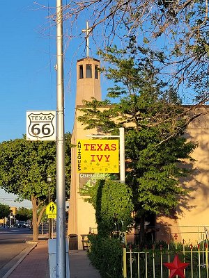 2021-05 Texas Ivy