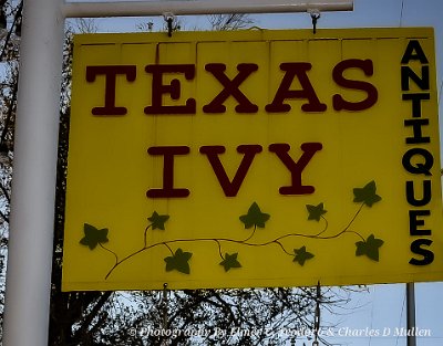 2022-11-21 Amarillo - Texas Ivy by Elmer Teodoro 4