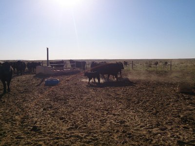 2015-04-13 Mesa Padre ranch (155)