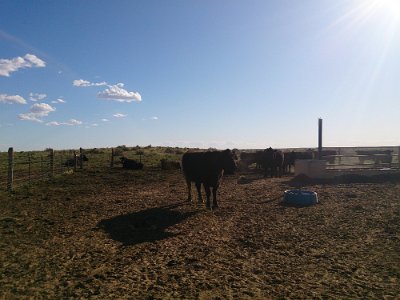2015-04-13 Mesa Padre ranch (157)