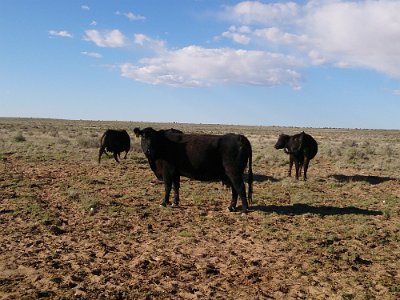 2015-04-13 Mesa Padre ranch (159)