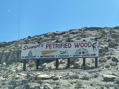 2024 Stewarts Petrified wood Regina Wolfe Owen