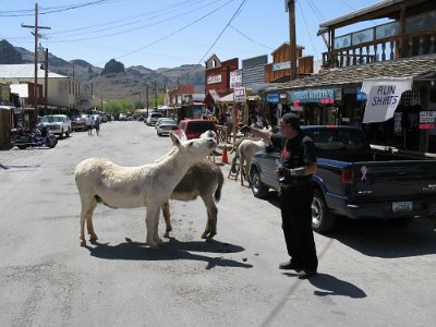 2009-05-17 Oatman (1)