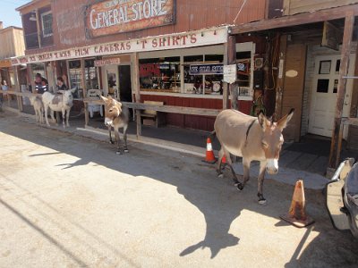 2010 Oatman (14)