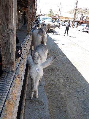 2010 Oatman (7)