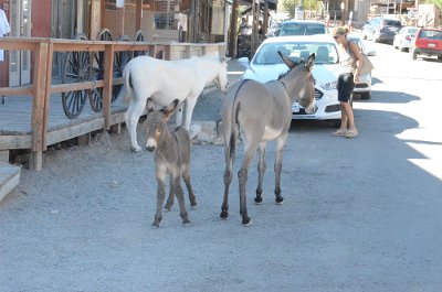 2014-09-02 Oatman (1)