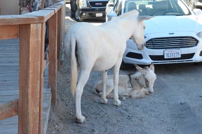 2014-09-02 Oatman (16)