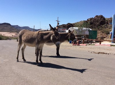 2015-04-17 Oatman (17)