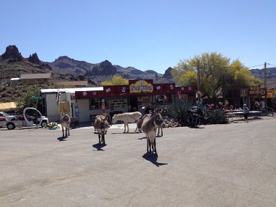 2015-04-17 Oatman (28)