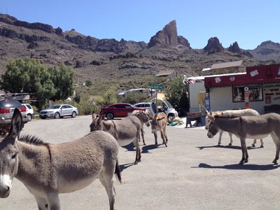 2015-04-17 Oatman (29)