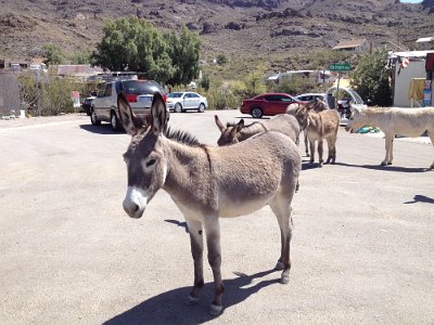 2015-04-17 Oatman (30)