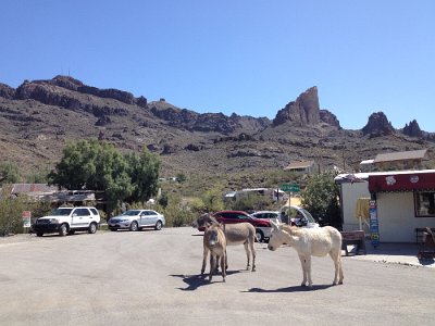 2015-04-17 Oatman (31)