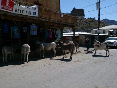 2015-04-17 Oatman (8)