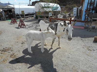 2015-09-08 Oatman (45)