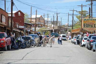 2015-09-08 Oatman (57)