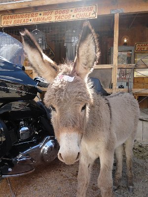 2015-09-08 Oatman (68)