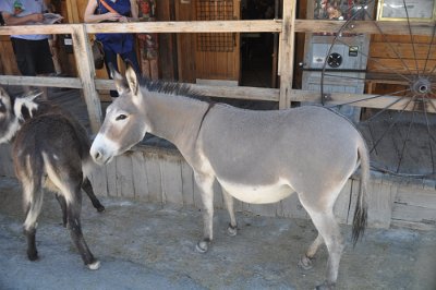 2017-05 Oatman (2)