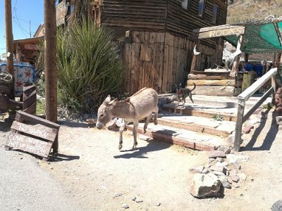 2017-05 Oatman (6)