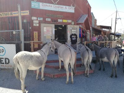 2017-05 Oatman (9)