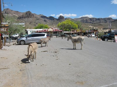 2019-05-14 Oatman (29)