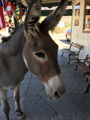 2019-09-19 Oatman (13)