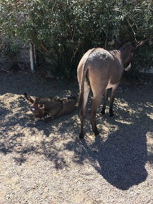 2019-09-19 Oatman (21)