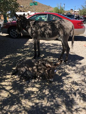 2019-09-19 Oatman (22)