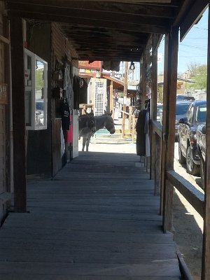 2019-09-19 Oatman (24)