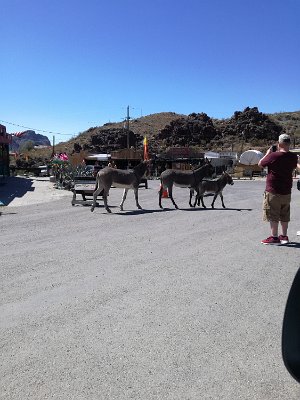 2019-09-19 Oatman (28)