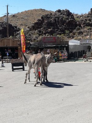 2019-09-19 Oatman (29)