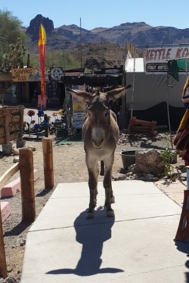 2019-09-19 Oatman (3)