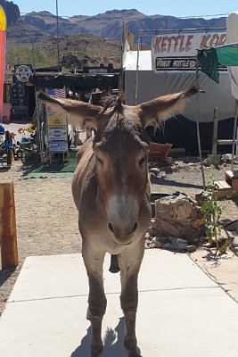 2019-09-19 Oatman