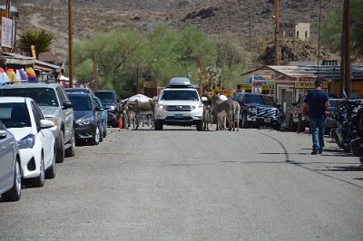 2015-09-08 Oatman (54)