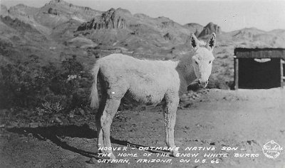 19xx Oatman - Hoover the showwhite burro (1)