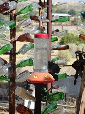 2011-08 Bottle Tree Forest (2)